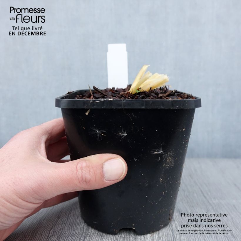 Hosta Bridal Falls 1.5L/2L pot sample as delivered in autumn