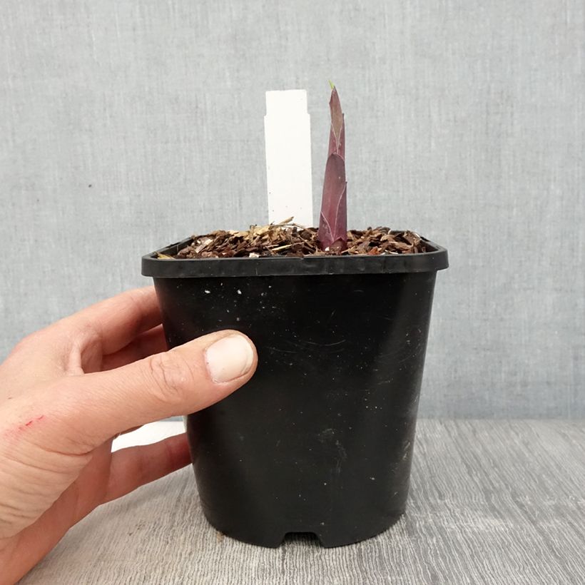 Hosta Bridal Falls 1.5L/2L pot sample as delivered in spring