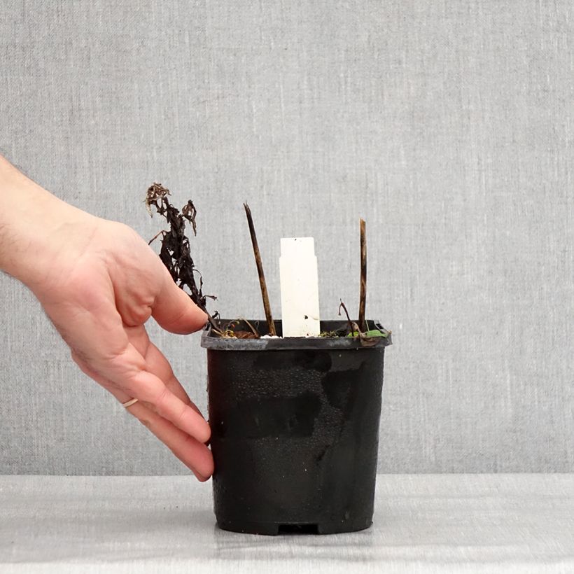 Hosta Broad Street 1.5L/2L pot sample as delivered in winter