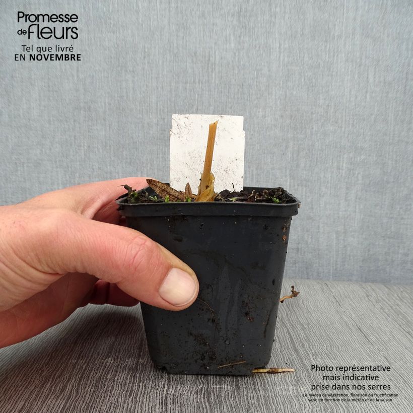 Hosta Canadian Blue 8/9 cm pot sample as delivered in autumn