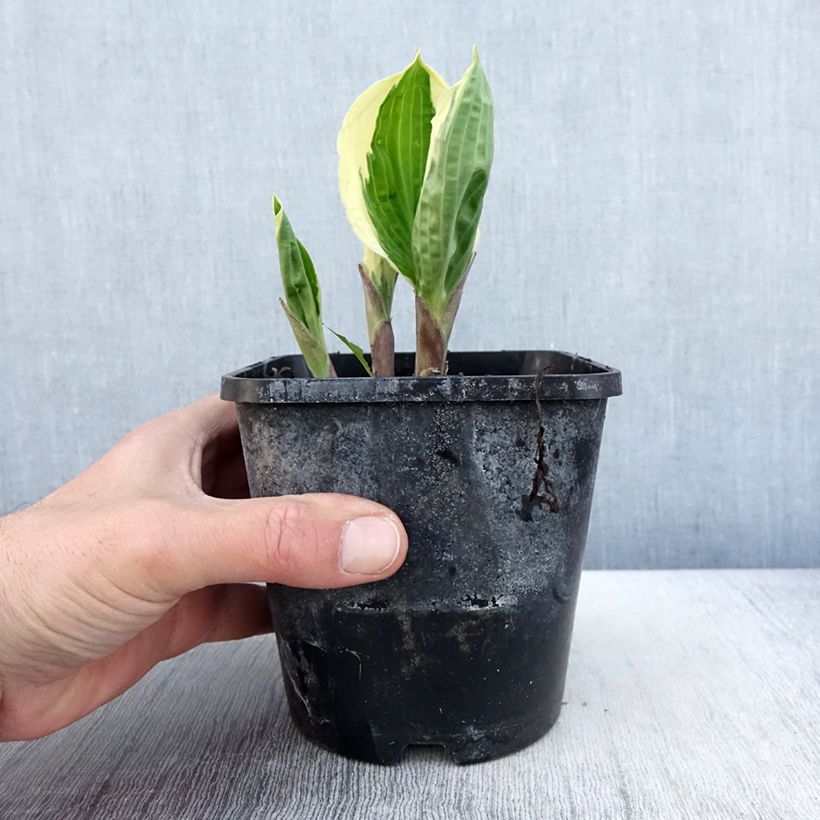 Hosta Captain’s Adventure 1.5L/2L pot sample as delivered in spring