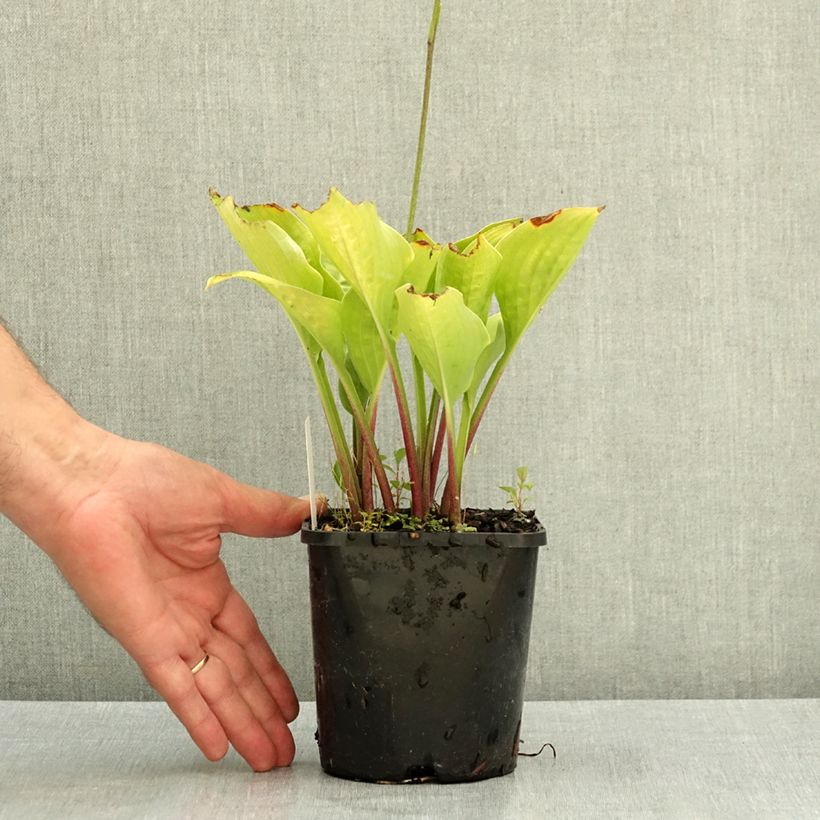 Hosta Celtic Uplands 1.5L/2L pot sample as delivered in summer