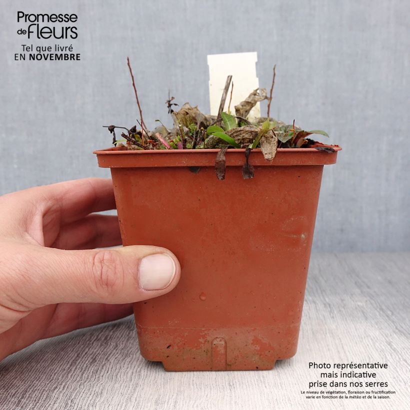 Hosta Christmas Tree 1L/1.5L pot sample as delivered in autumn