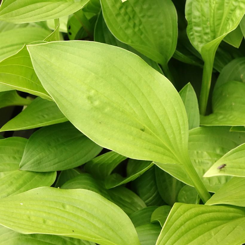 Hosta clausa var. normalis (Foliage)
