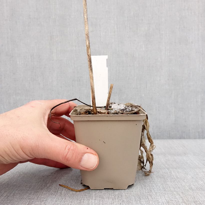 Hosta clausa var. normalis 8/9 cm pot sample as delivered in winter