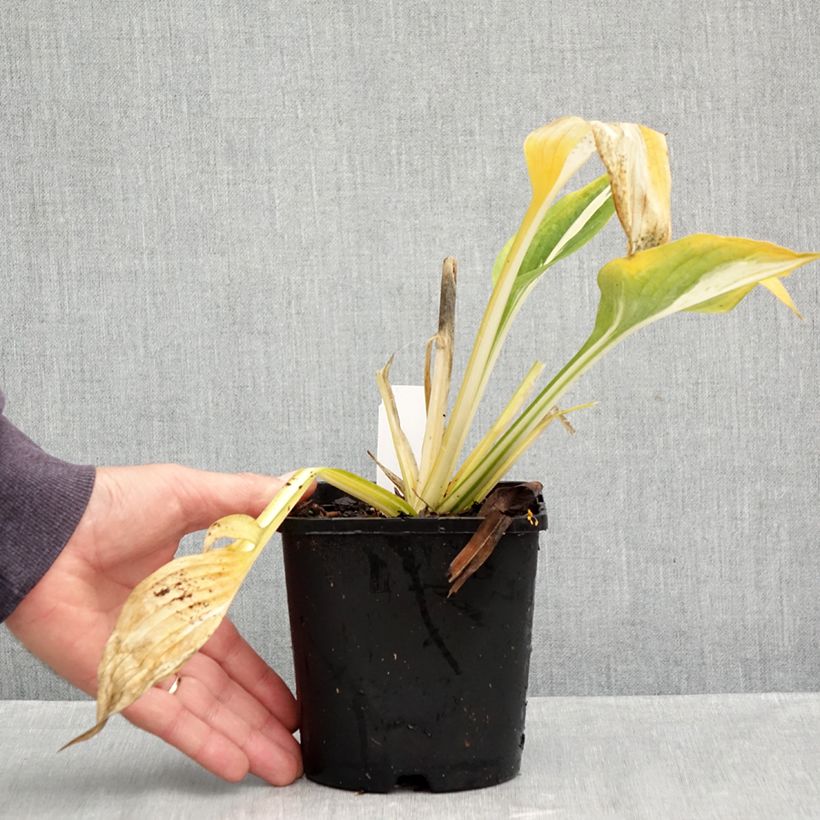 Hosta Cliffords Stingray 1.5L/2L pot sample as delivered in autumn