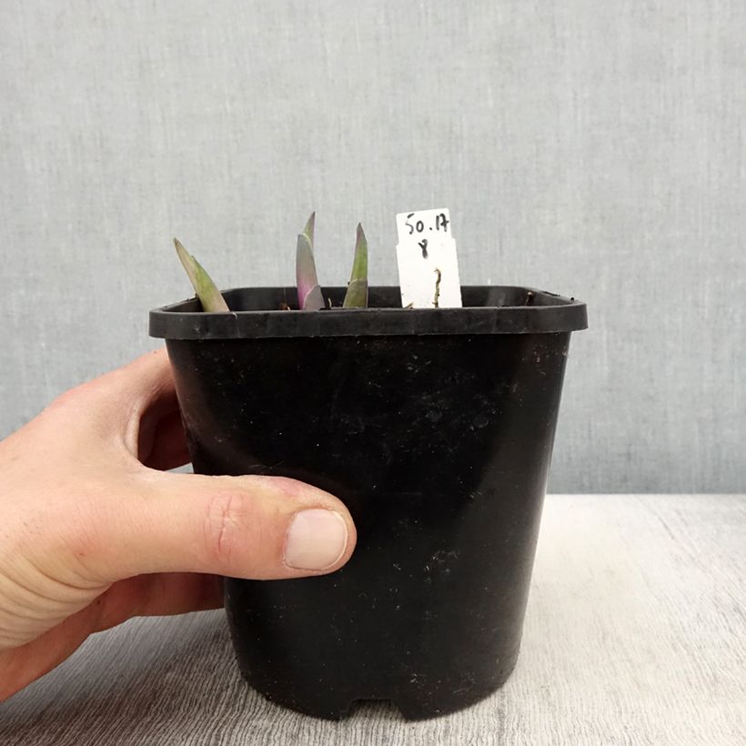 Hosta Cliffords Stingray 1.5L/2L pot sample as delivered in spring