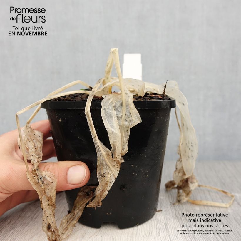 Hosta Coast to Coast 1.5L/2L pot sample as delivered in autumn