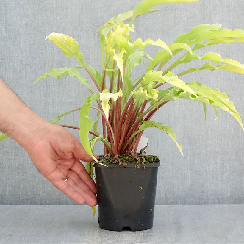 Hosta Curly Fries 1.5L/2L pot sample as delivered in spring