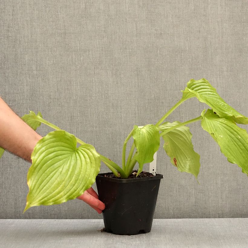Hosta Dancing Queen 1.5L/2L pot sample as delivered in autumn