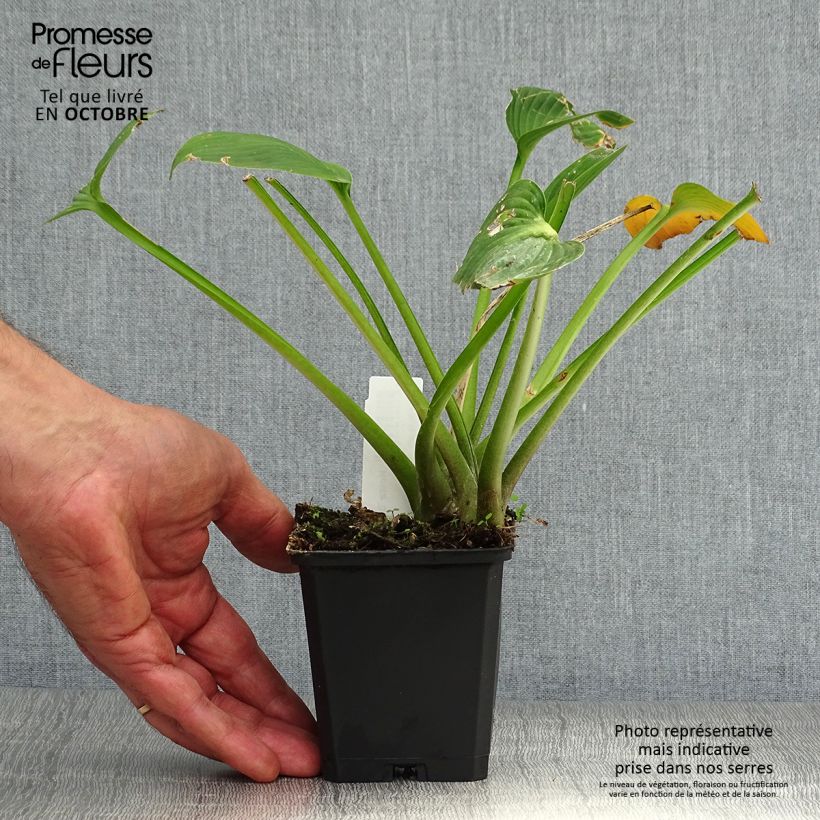 Hosta Devon Green 8/9 cm pot sample as delivered in autumn