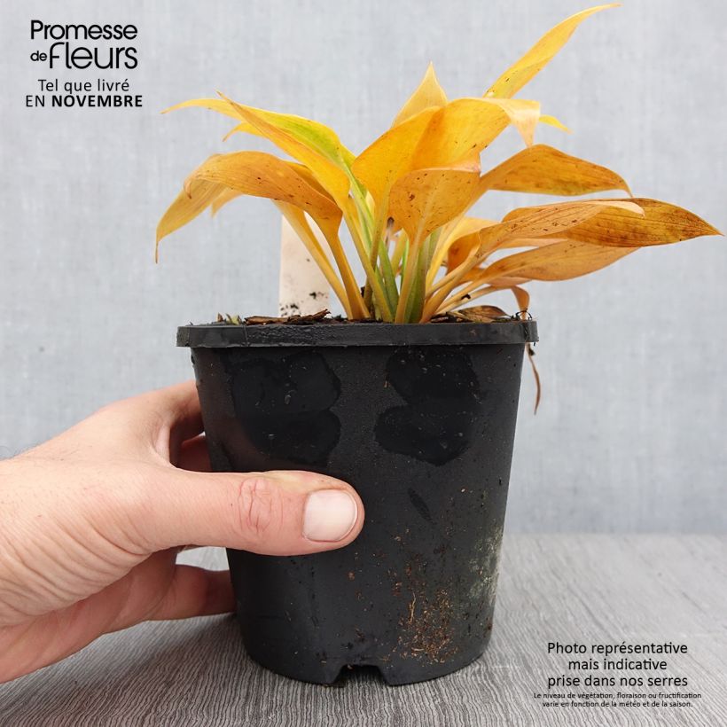 Hosta Devon Green 1.5L/2L pot sample as delivered in autumn