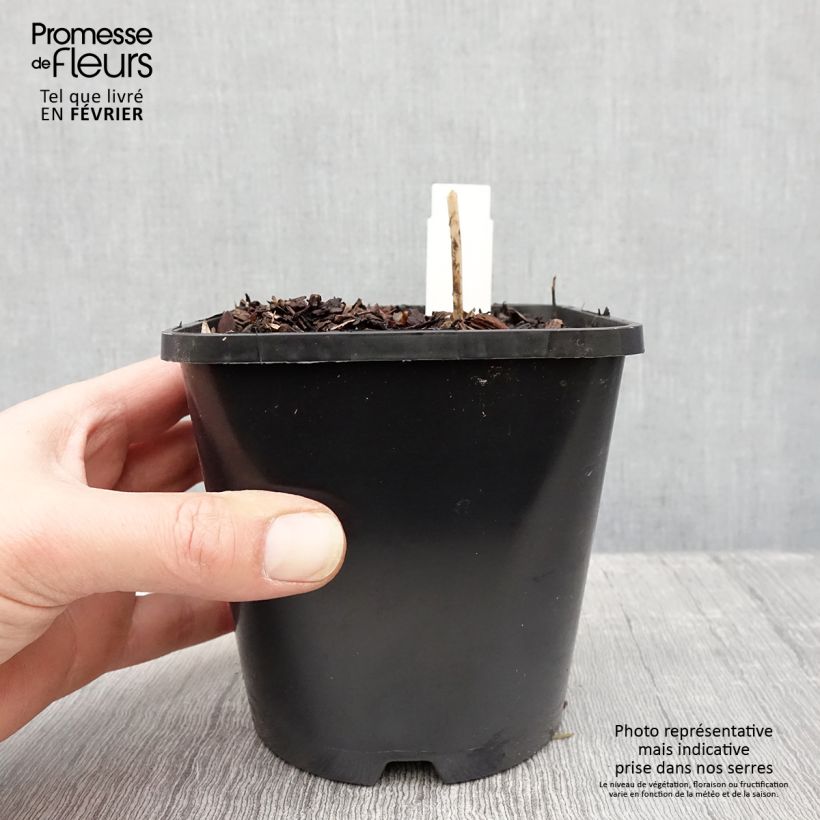 Hosta Devon Green 1.5L/2L pot sample as delivered in winter