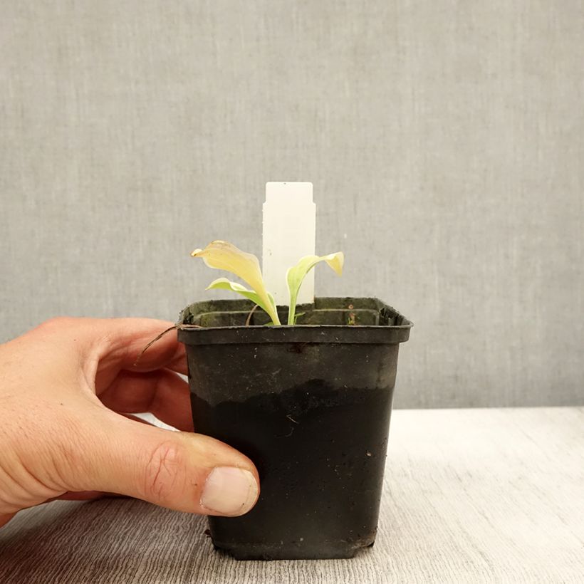 Hosta Diamond Tiara 8/9 cm pot sample as delivered in autumn