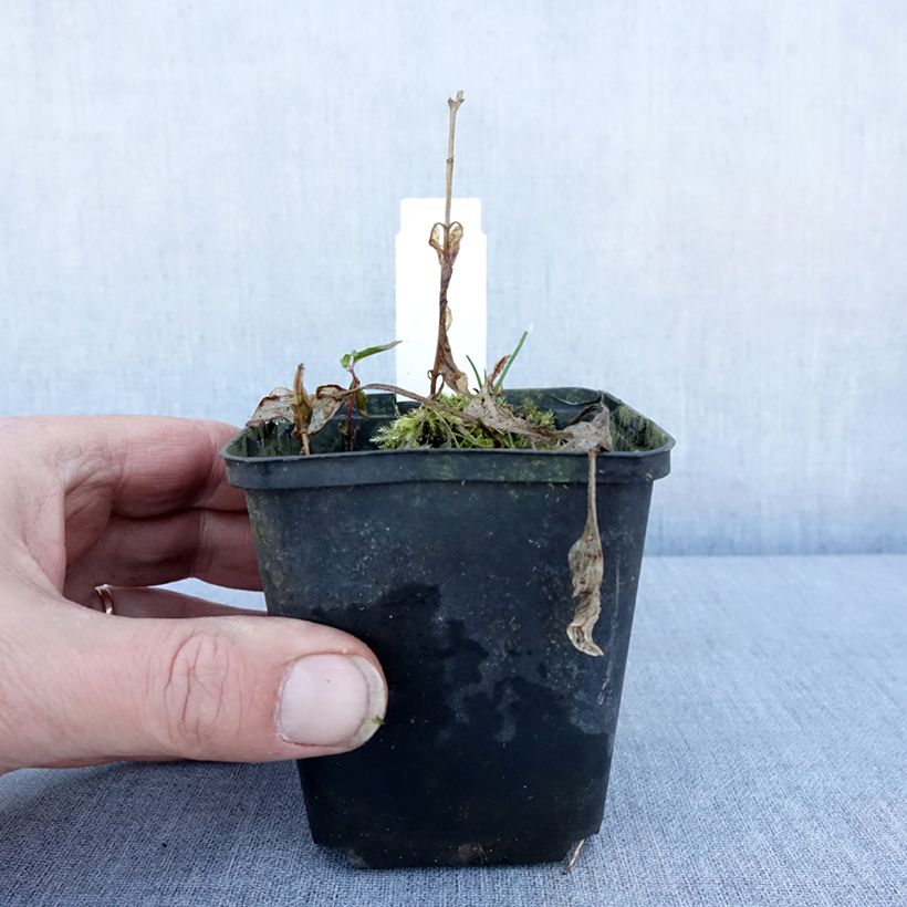 Hosta Diamond Tiara 8/9 cm pot sample as delivered in winter