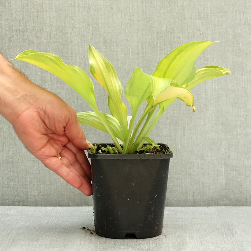 Hosta Django 1.5L/2L pot sample as delivered in summer