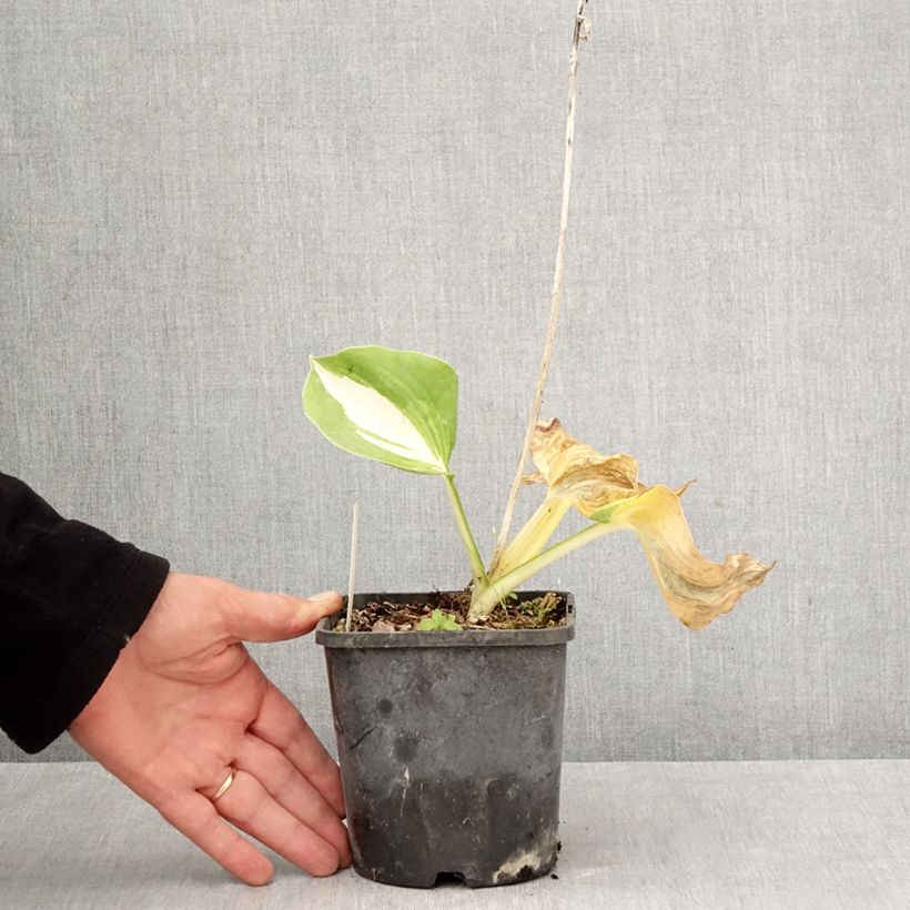 Hosta Dream Queen 1.5L/2L pot sample as delivered in autumn