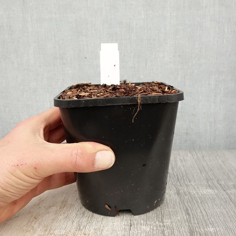 Hosta Dream Queen 1.5L/2L pot sample as delivered in spring