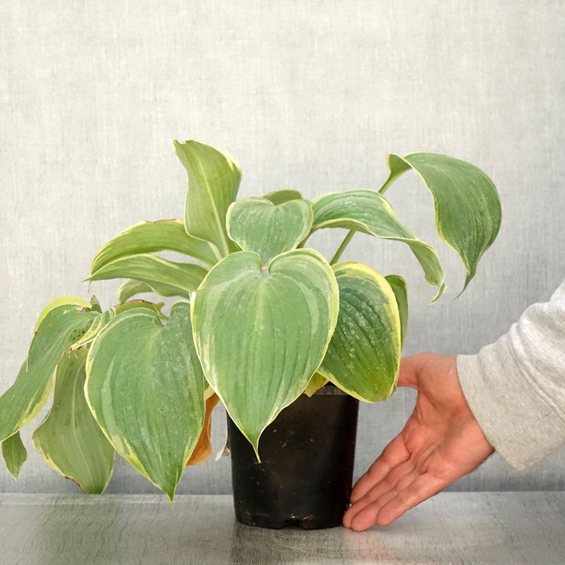 Hosta Earth Angel 1.5L/2L pot sample as delivered in autumn