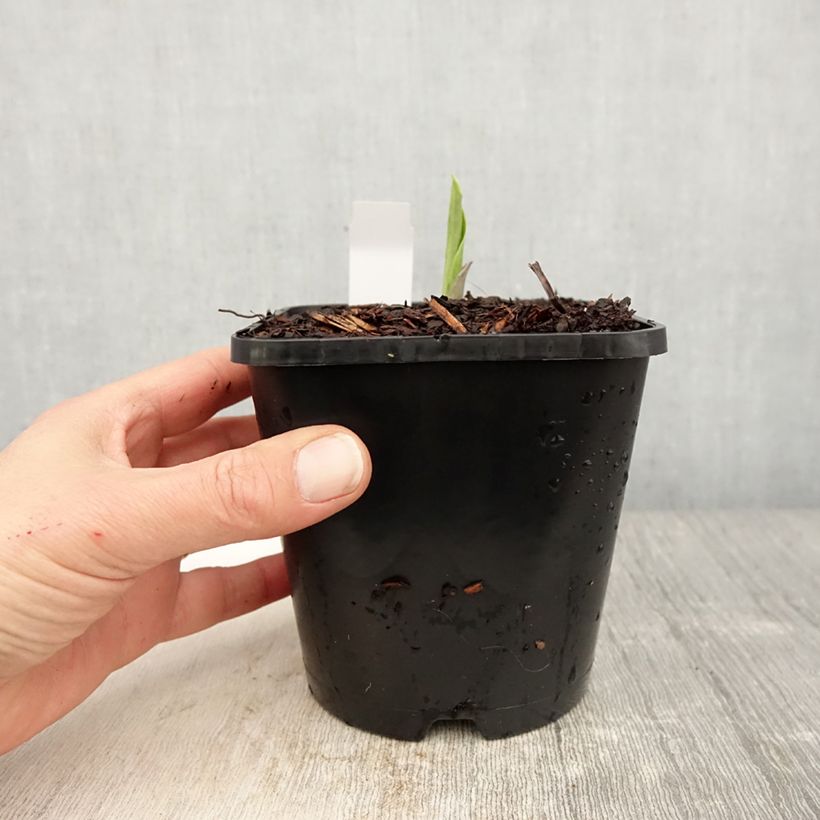 Hosta Earth Angel 1.5L/2L pot sample as delivered in spring