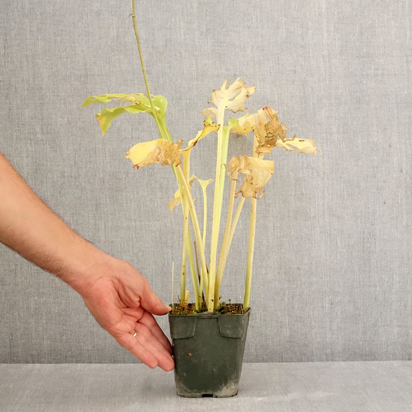 Hosta Elisabeth 8/9 cm pot sample as delivered in autumn