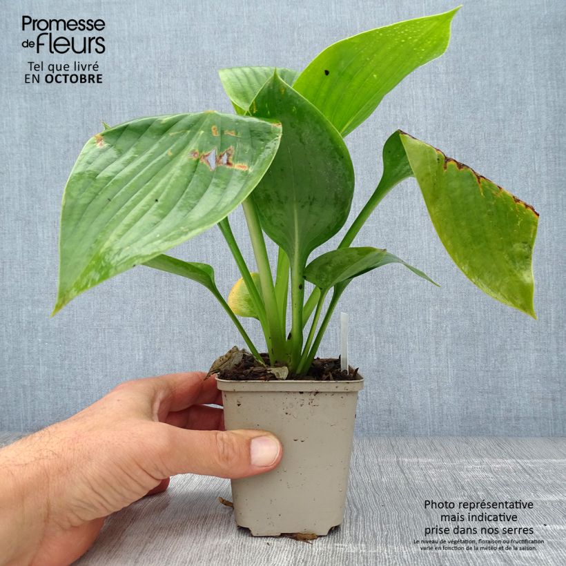 Hosta Empress Wu 8/9 cm pot sample as delivered in autumn