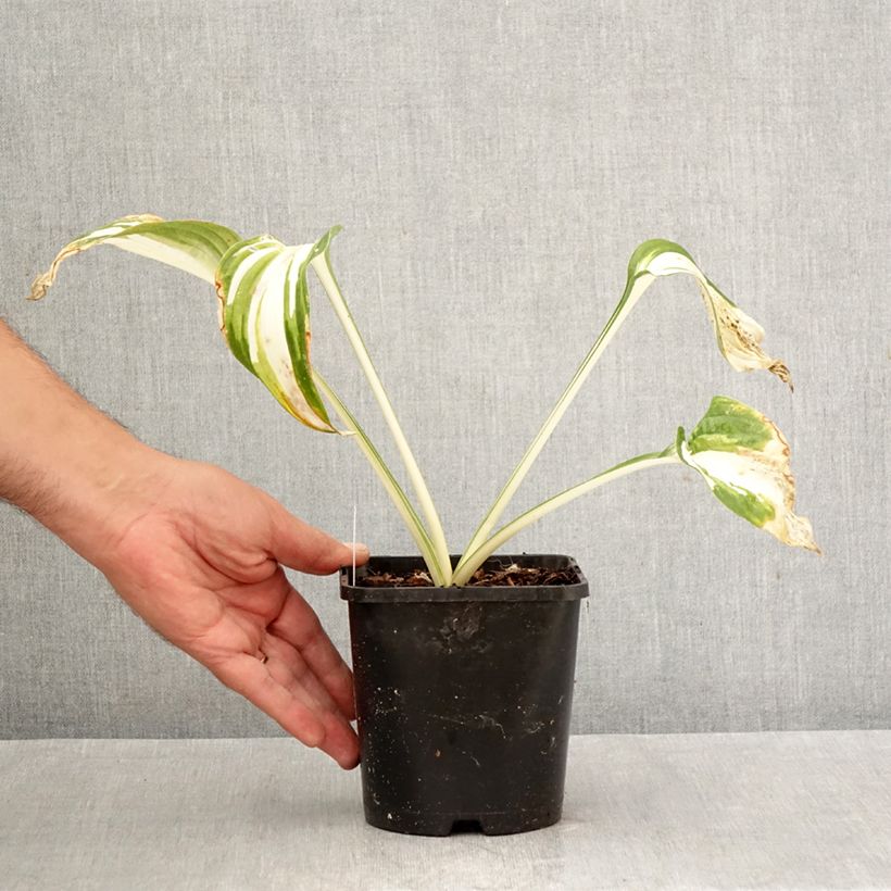 Hosta Enterprise 1.5L/2L pot sample as delivered in autumn