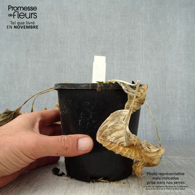 Hosta Eye Catcher 1.5L/2L pot sample as delivered in autumn