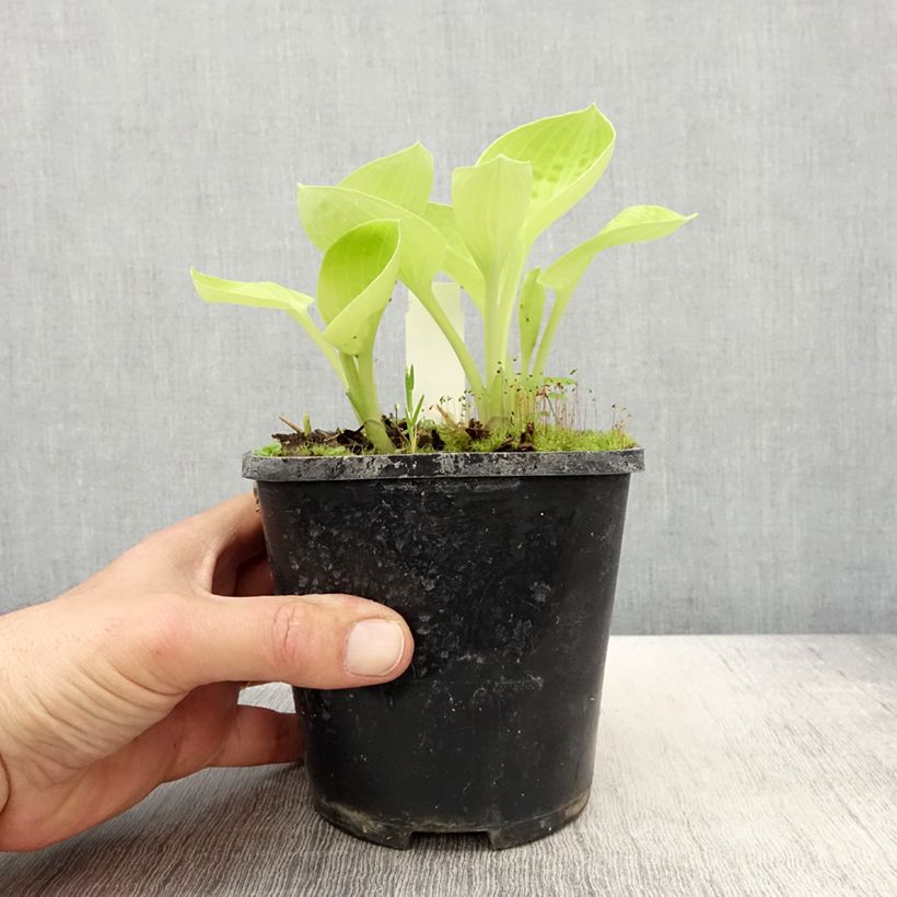 Hosta Eye Catcher 1.5L/2L pot sample as delivered in spring
