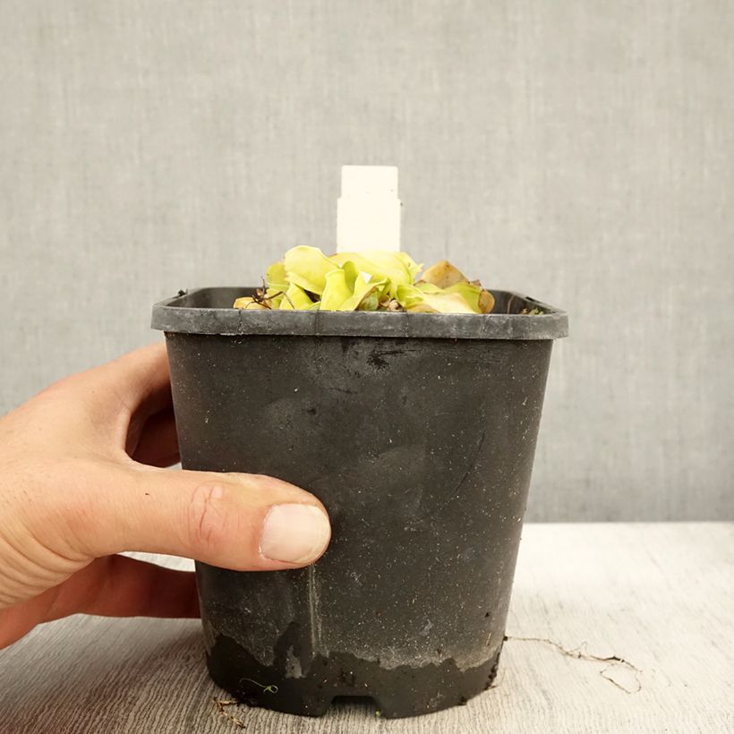Hosta Faithful Heart 1.5L/2L pot sample as delivered in autumn