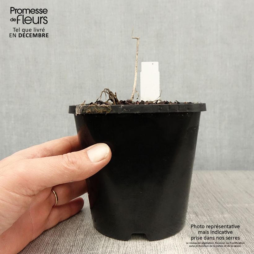 Hosta Faithful Heart 1.5L/2L pot sample as delivered in winter