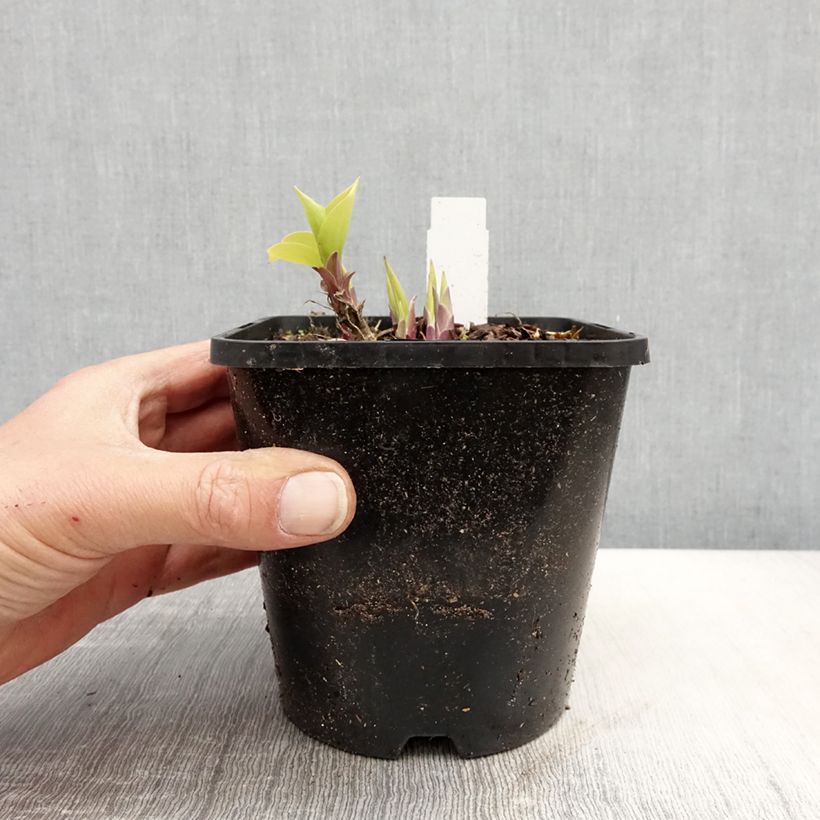 Hosta Faithful Heart 1.5L/2L pot sample as delivered in spring