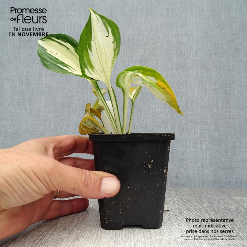 Hosta Fire and Ice 8/9 cm pot sample as delivered in autumn