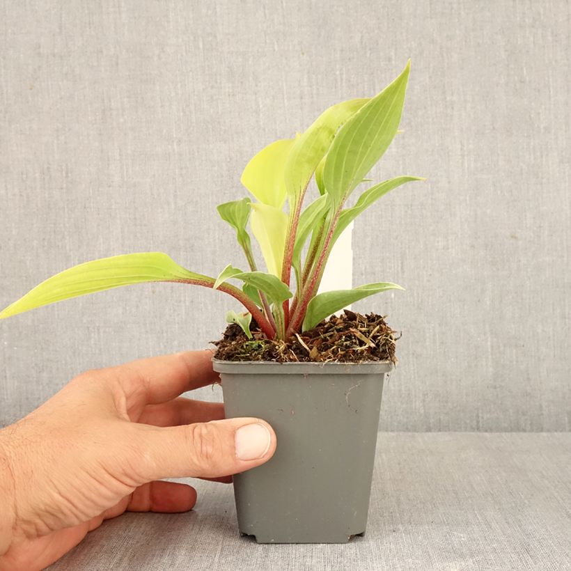 Hosta fire Island 8/9 cm pot sample as delivered in autumn