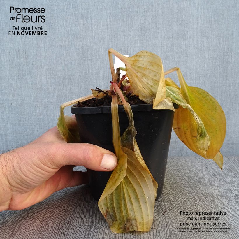 Hosta First Blush 1.5L/2L pot sample as delivered in autumn