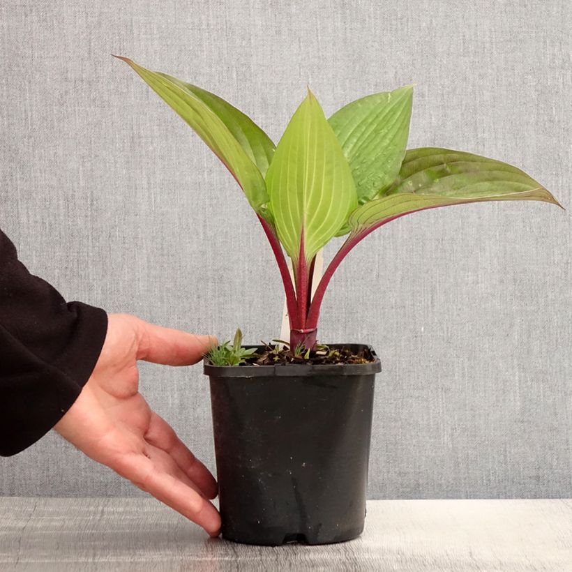 Hosta First Blush 1.5L/2L pot sample as delivered in spring