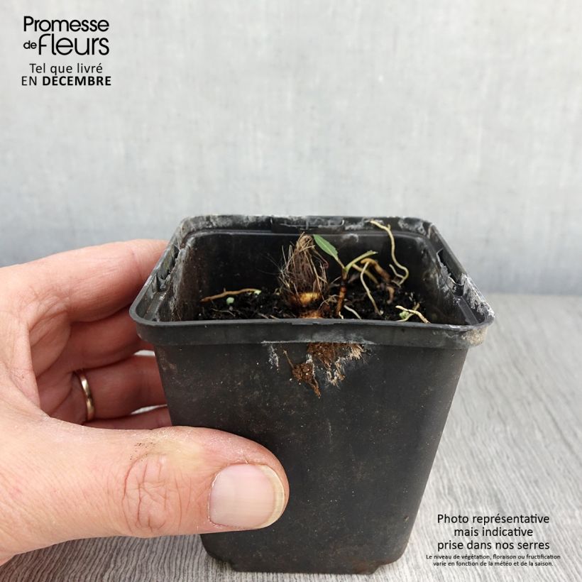Hosta Flemish Sky 8/9 cm pot sample as delivered in autumn