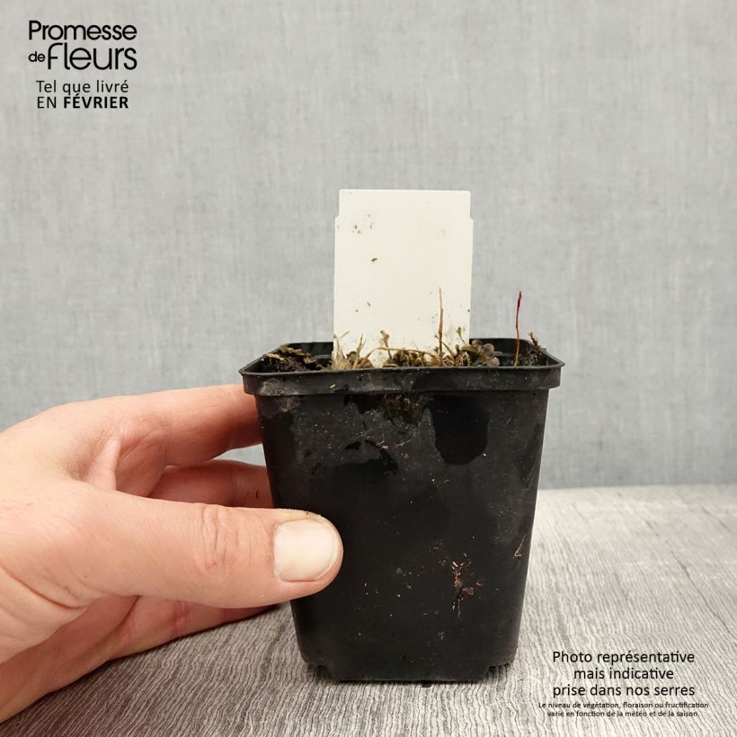 Hosta Flemish Sky 8/9 cm pot sample as delivered in winter