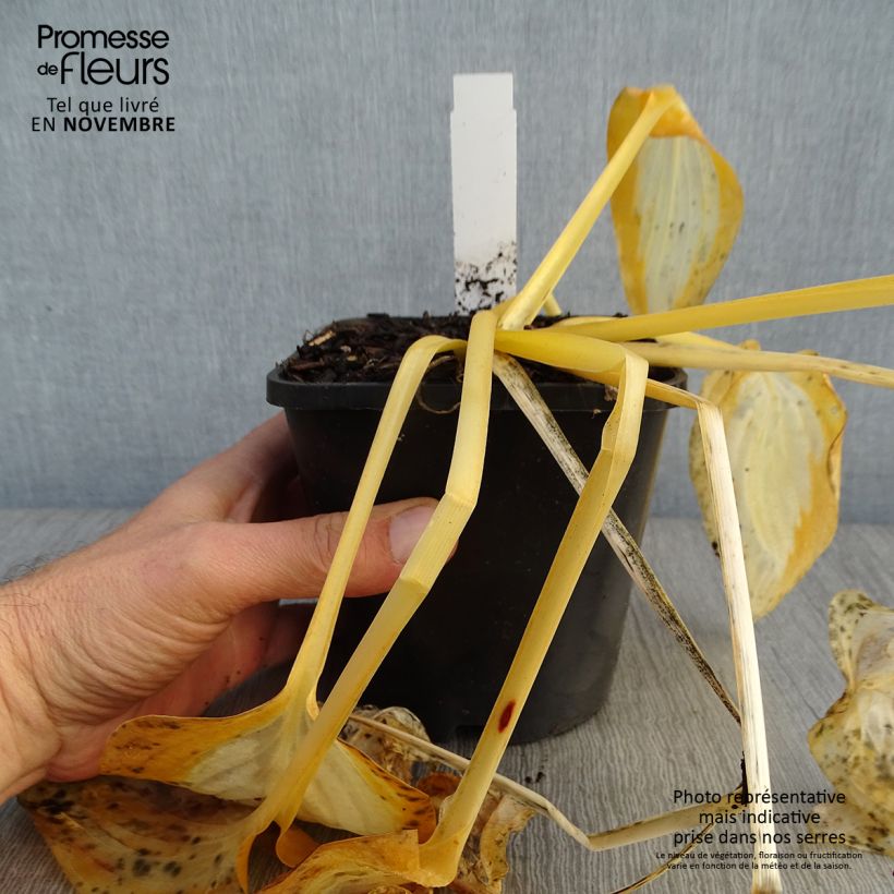 Hosta Forbidden Fruit 1.5L/2L pot sample as delivered in autumn
