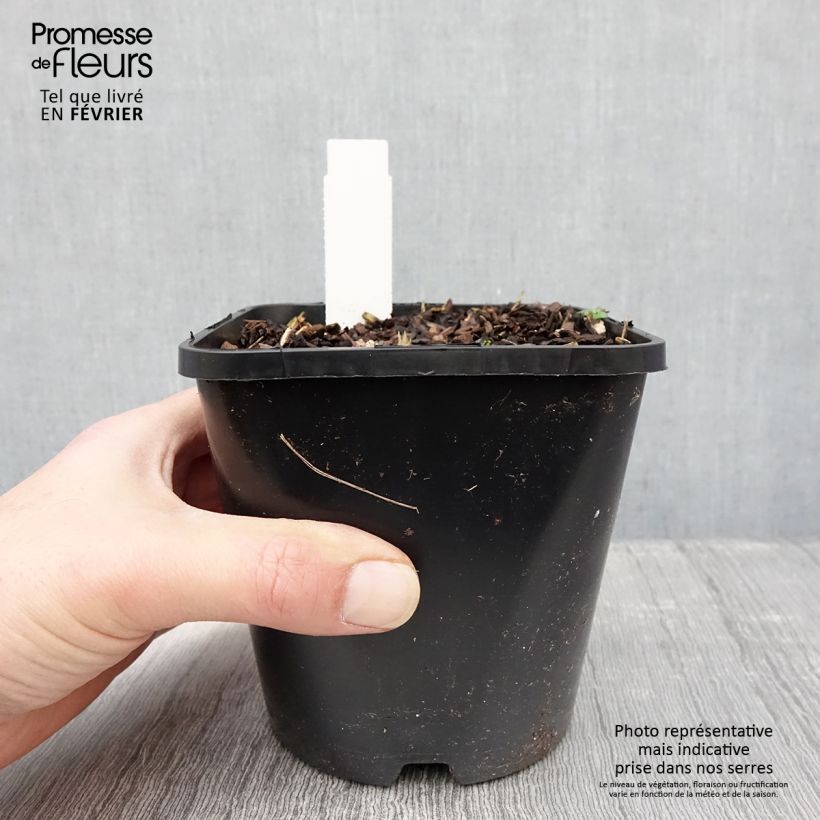 Hosta Forbidden Fruit 1.5L/2L pot sample as delivered in winter