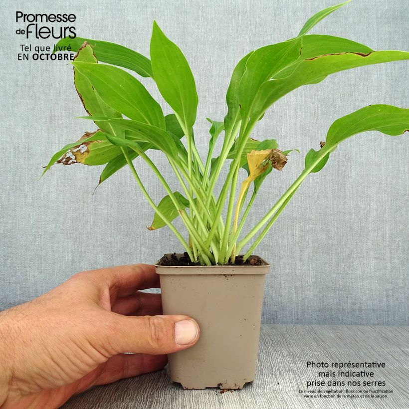 Hosta fortunei albopicta 8/9 cm pot sample as delivered in autumn