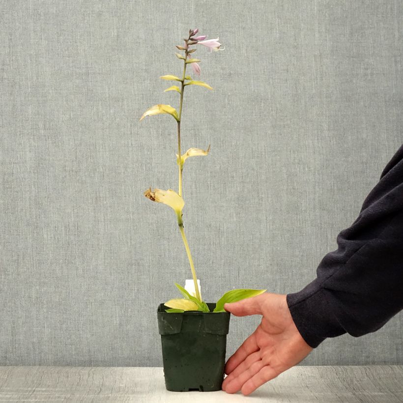 Hosta fortunei Gold Standard 2L/3L pot sample as delivered in summer