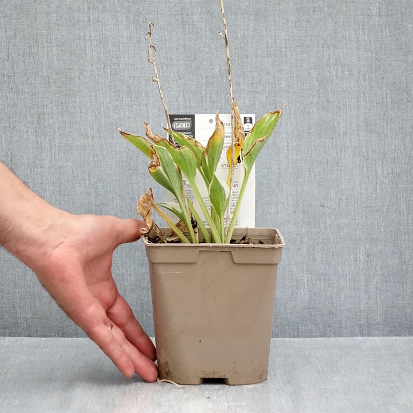 Hosta fortunei Patriot 2L/3L pot sample as delivered in autumn