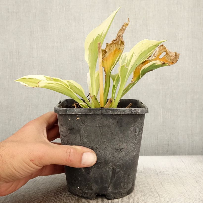Hosta fortunei Twilight 1.5L/2L pot sample as delivered in autumn