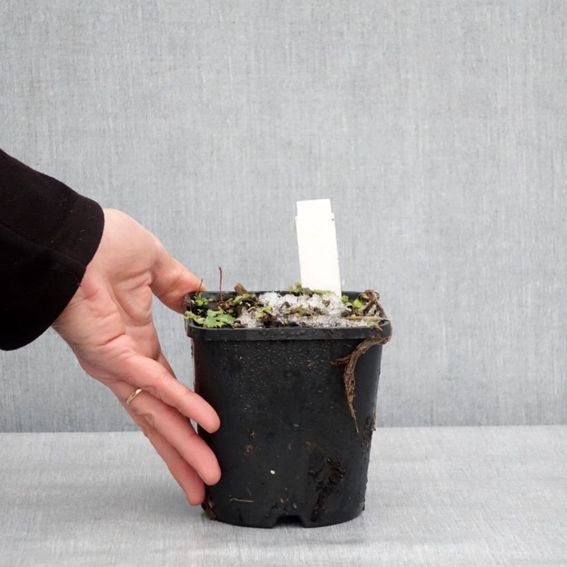 Hosta fortunei Twilight 1.5L/2L pot sample as delivered in winter