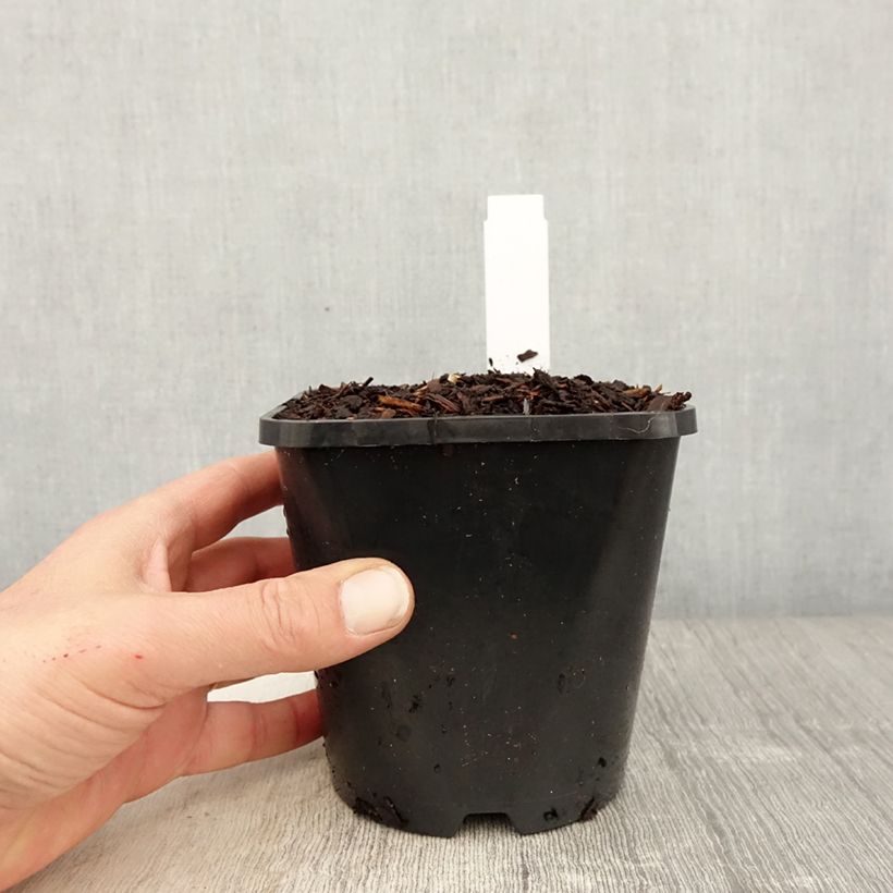 Hosta fortunei Twilight 1.5L/2L pot sample as delivered in spring