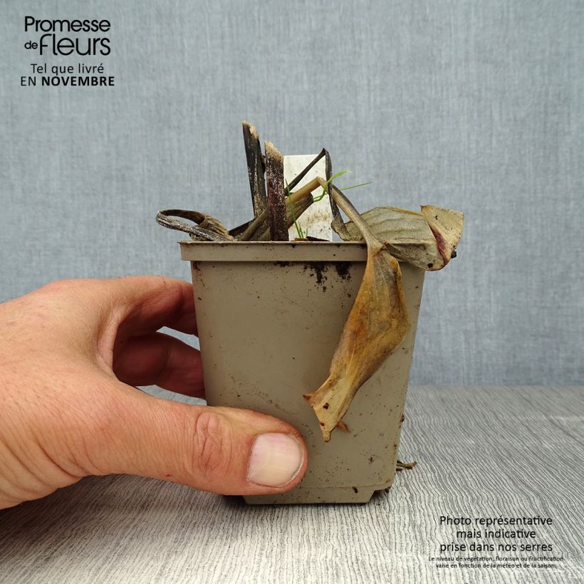 Hosta Fragrant Blue 8/9 cm pot sample as delivered in autumn