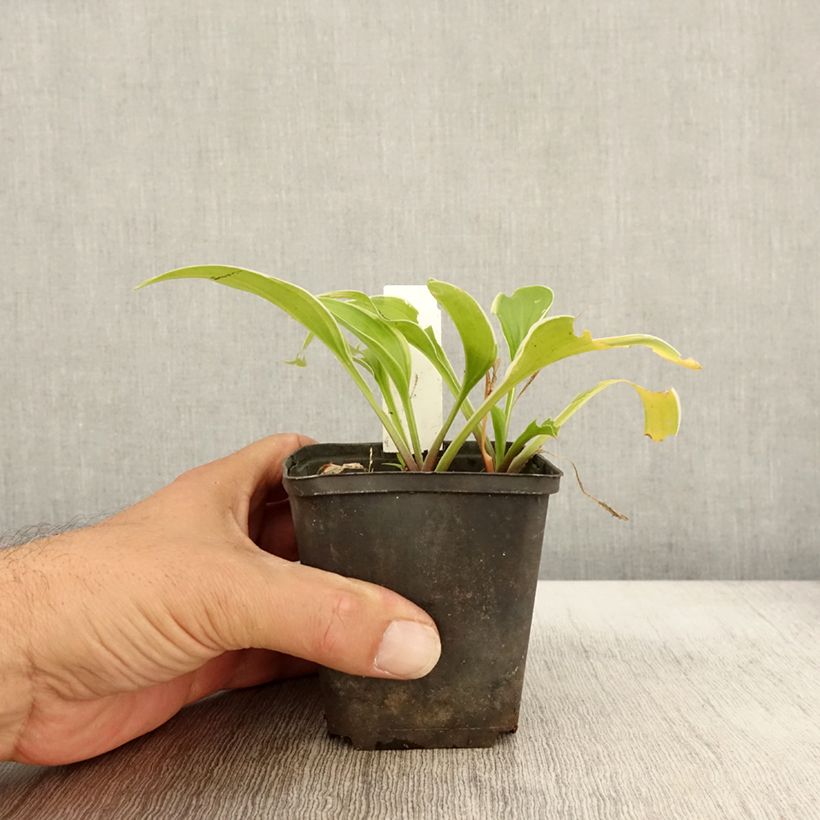 Hosta Fragrant Fire 8/9 cm pot sample as delivered in autumn