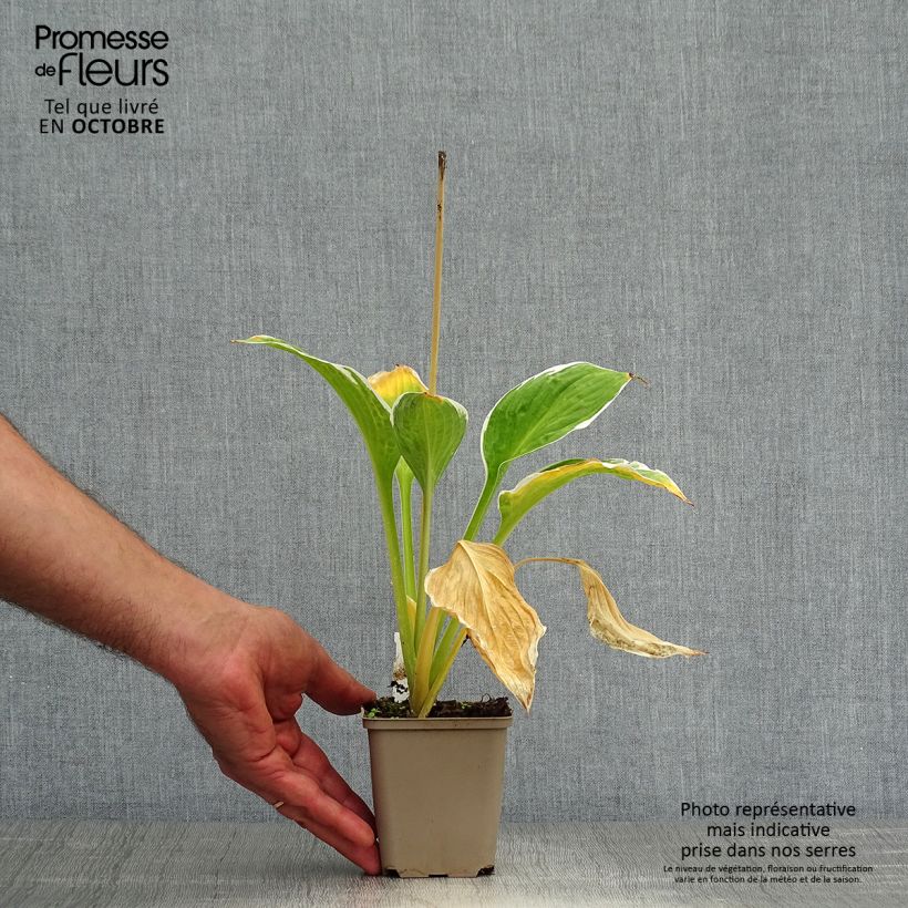 Hosta fortunei Francee 8/9 cm pot sample as delivered in autumn