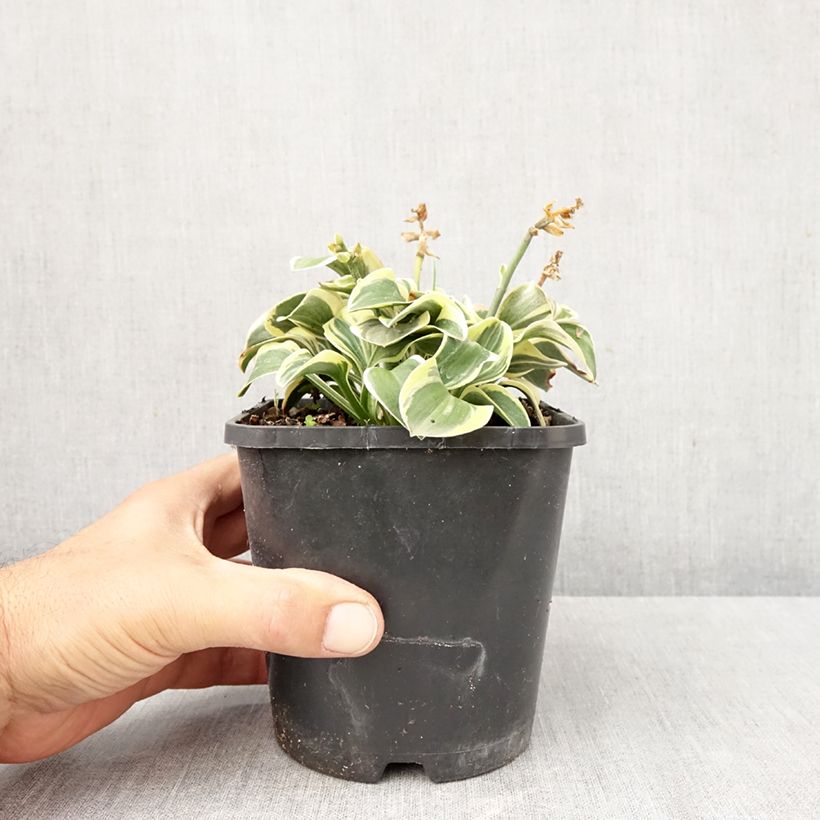 Hosta Frosted Mouse Ears - Plantain Lily 1.5L/2L pot sample as delivered in autumn